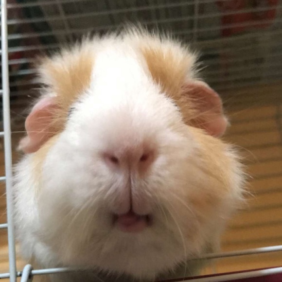 Meet your Posher, Sadie - Picture 3 of 4